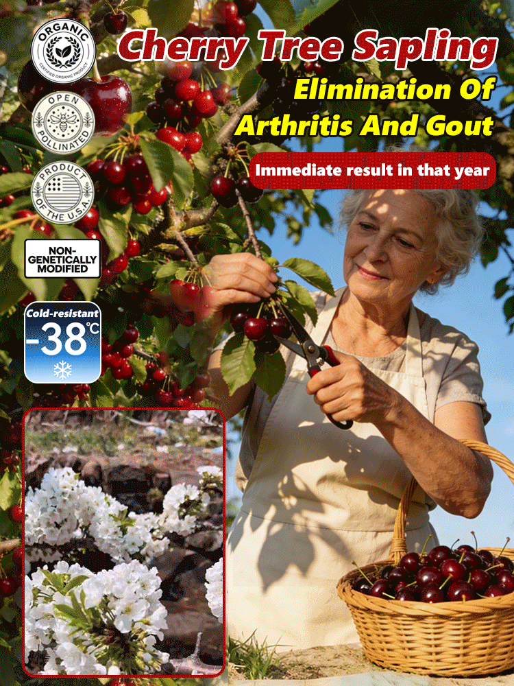 🍒 <Harvest in Just 60 Days> Giant Seedless Cherry Trees—30% Sugar Content & Grows like a Wildflower! 🍒