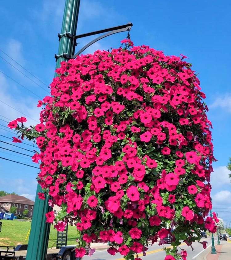✨2024 New upgrade hot sales✨UV Simulation Artificial morning glory