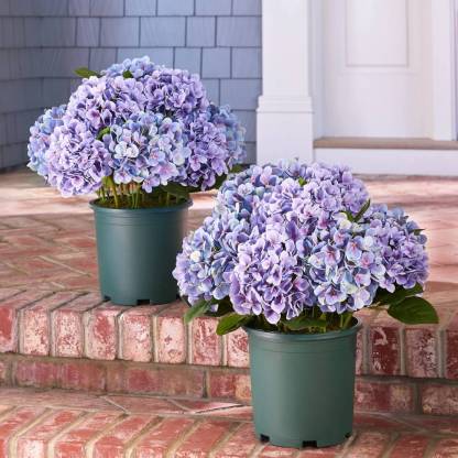 💥Last Day 70% OFF💐Artificial Outdoor Hydrangea Flowers - UV resistant, Waterproof, Windproof