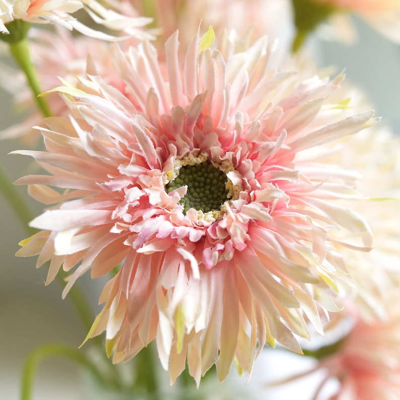 🌼2025 Hot Sale🔥Realistic Artificial Spider Gerbera Daisies💐