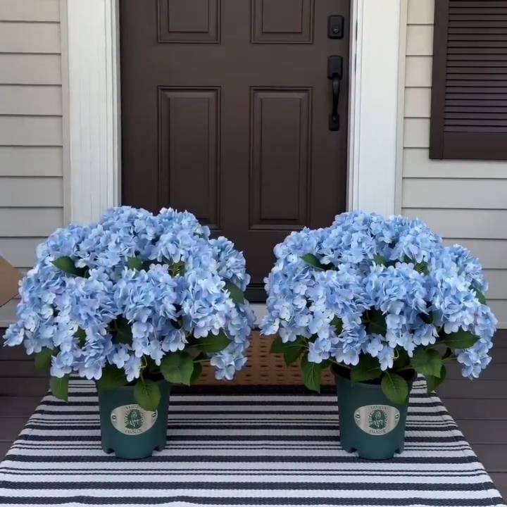 💥Last Day 70% OFF💐Artificial Outdoor Hydrangea Flowers - UV resistant, Waterproof, Windproof