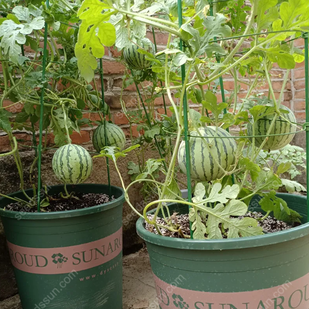 Görögdinnye magok minden évszakra🍉