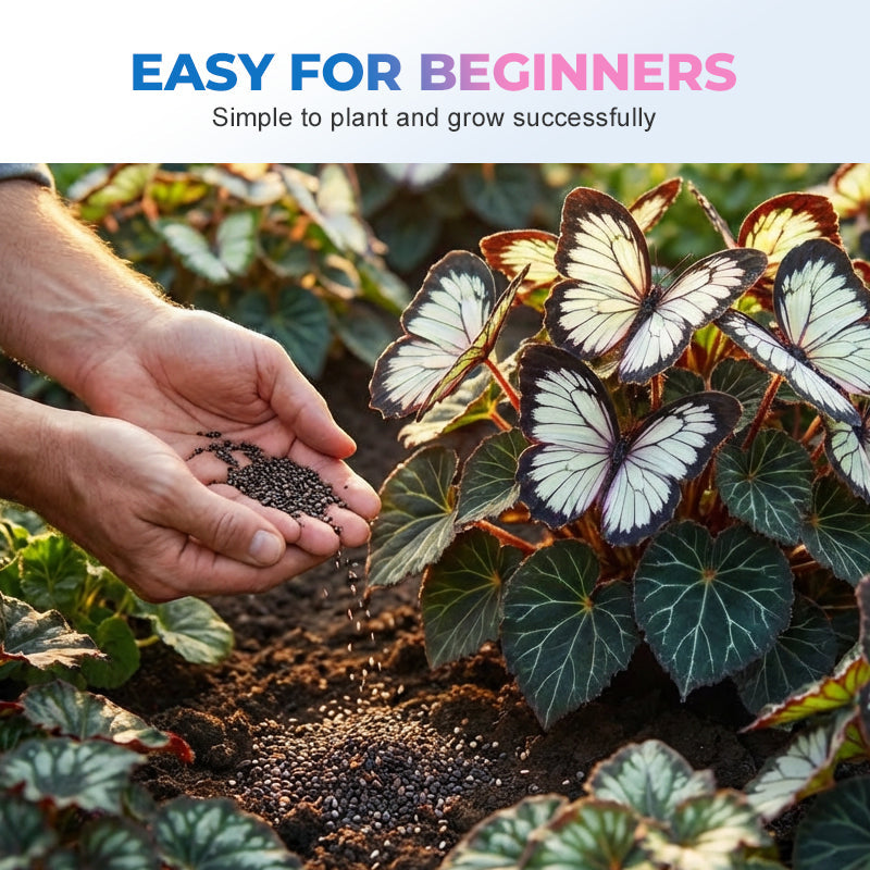 🦋 „Pillangó” virágmagok – könnyen termeszthető és színes ✨