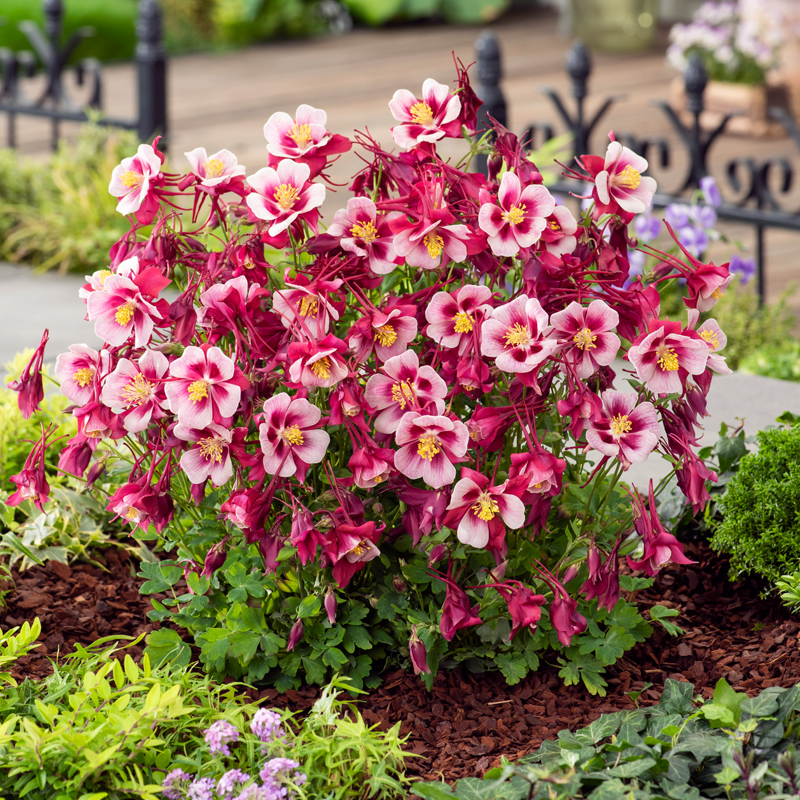 Columbine Mix Flower🐱🐾Cat's Paw Flowers Seeds