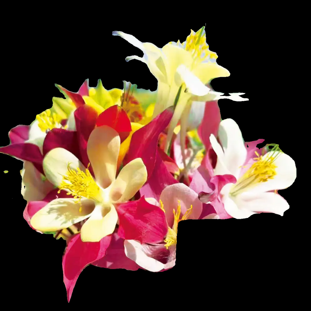 Columbine Mix Flower🐱🐾Cat's Paw Flowers Seeds