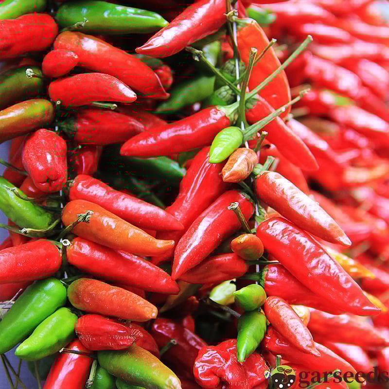 Semienka čili papričky Beauty Chili Papričky 🌶️ - vysoký výnos