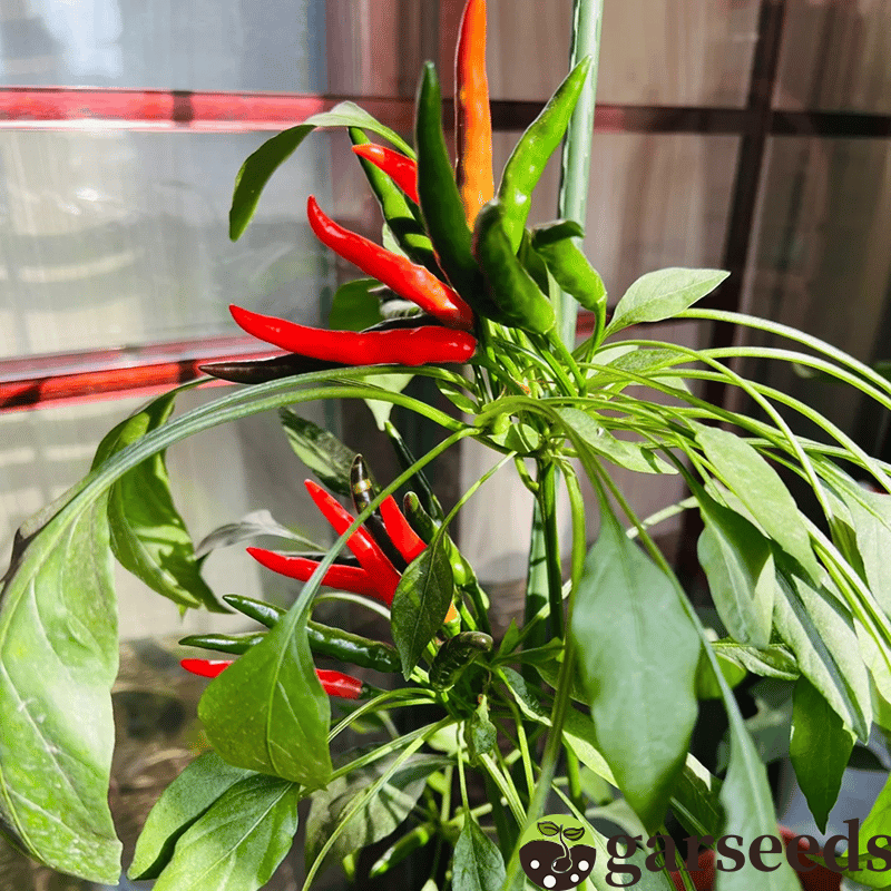 Semienka čili papričky Beauty Chili Papričky 🌶️ - vysoký výnos