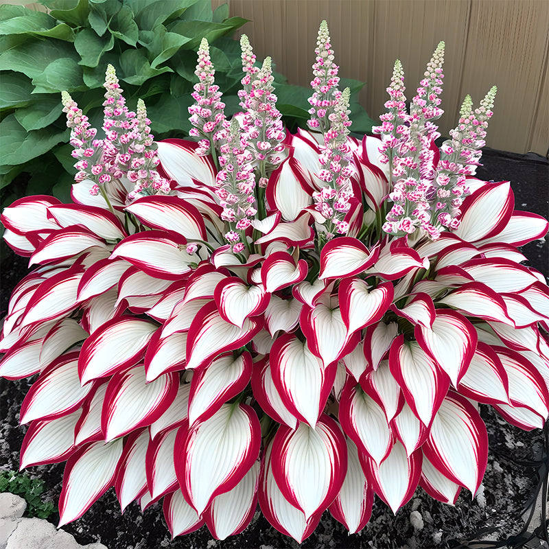 🌿 Ritka prémium hosta magok – Könnyen termeszthető! 🌸 Alakítsd át a kertedet!