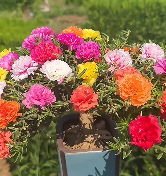 🌼 1000 бр. семена от многоцветен двоен слънчоглед