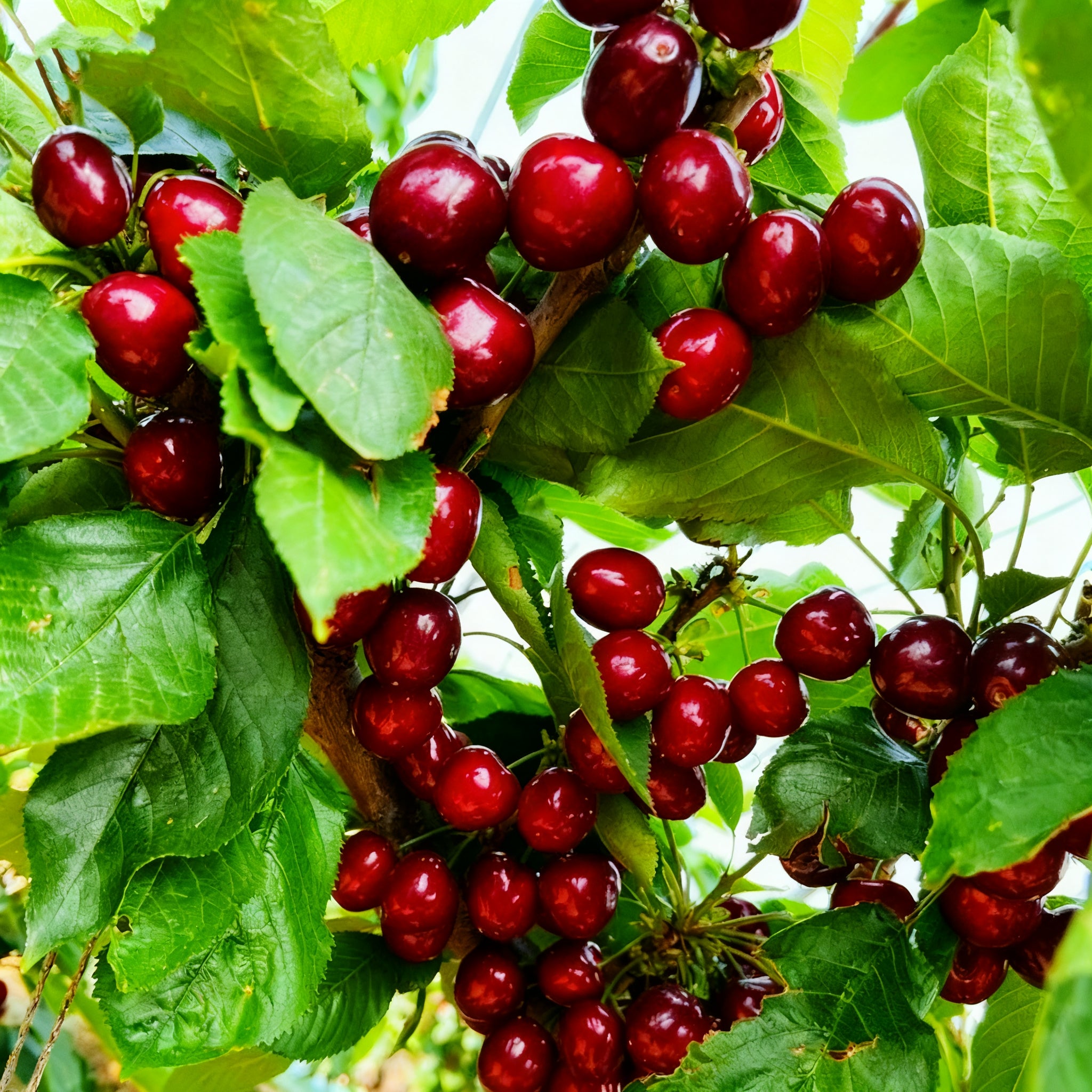 🌟 Óriási, édes cseresznemagok – nevelj óriási, lédús cseresznyéket otthon! (Csírázási arány akár 99 %) 🍒✨