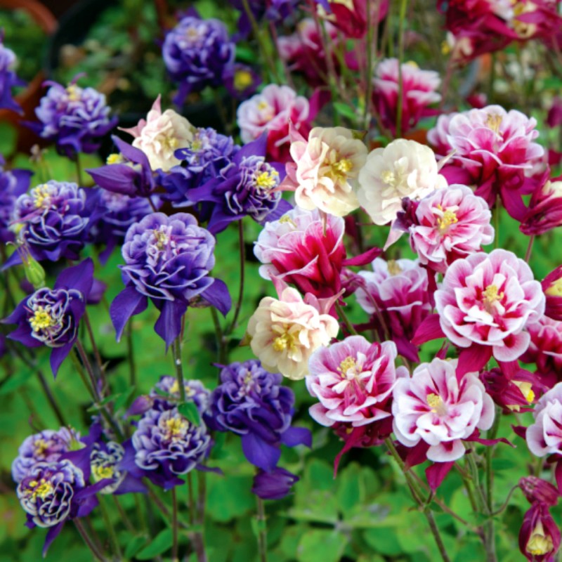 Columbine Mix Flower🐱🐾Cat's Paw Flowers Seeds