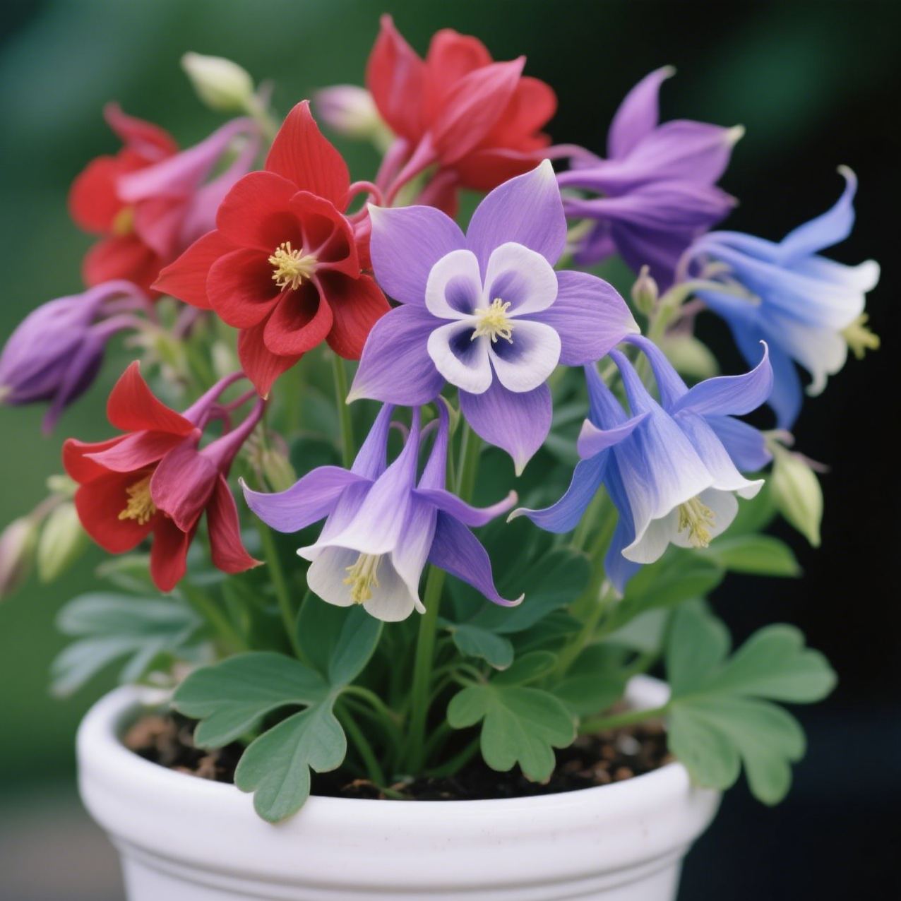 Columbine Mix Flower🐱🐾Cat's Paw Flowers Seeds