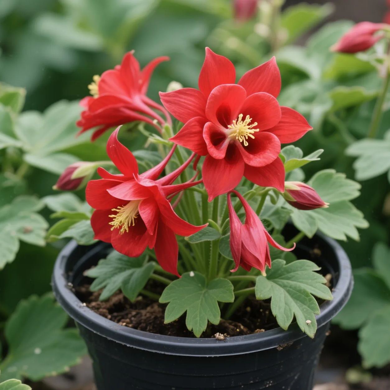 Columbine Mix Flower🐱🐾Cat's Paw Flowers Seeds