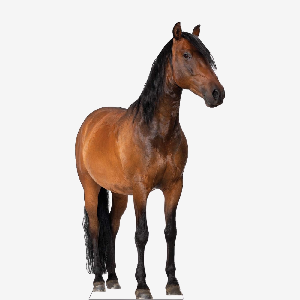 Horse Life-Size Cutout