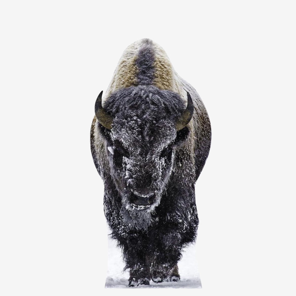 Yellowstone Bison Life-Size Cutout