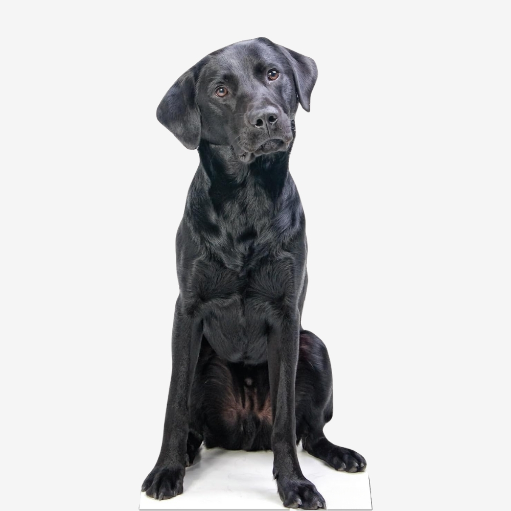 Black Labrador Life-Size Cutout