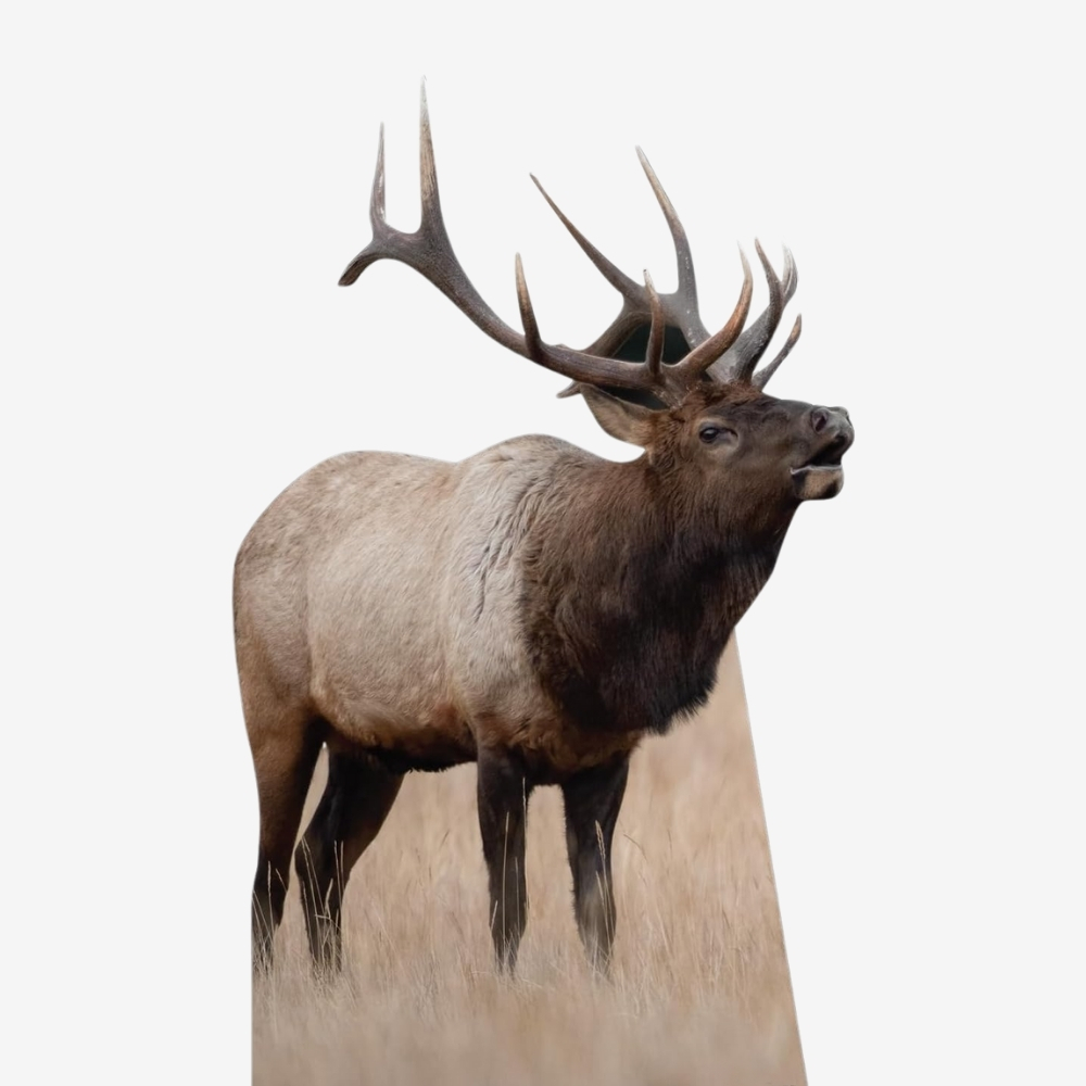 Elk Life-Size Cutout