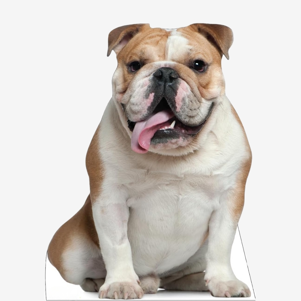 English Bull Dog Life-Size Cutout