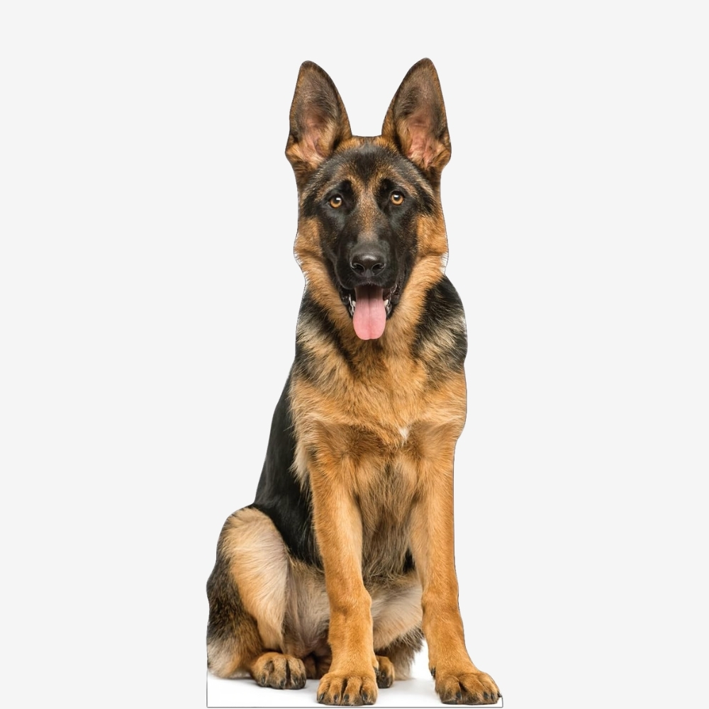 German Shepherd Life-Size Cutout