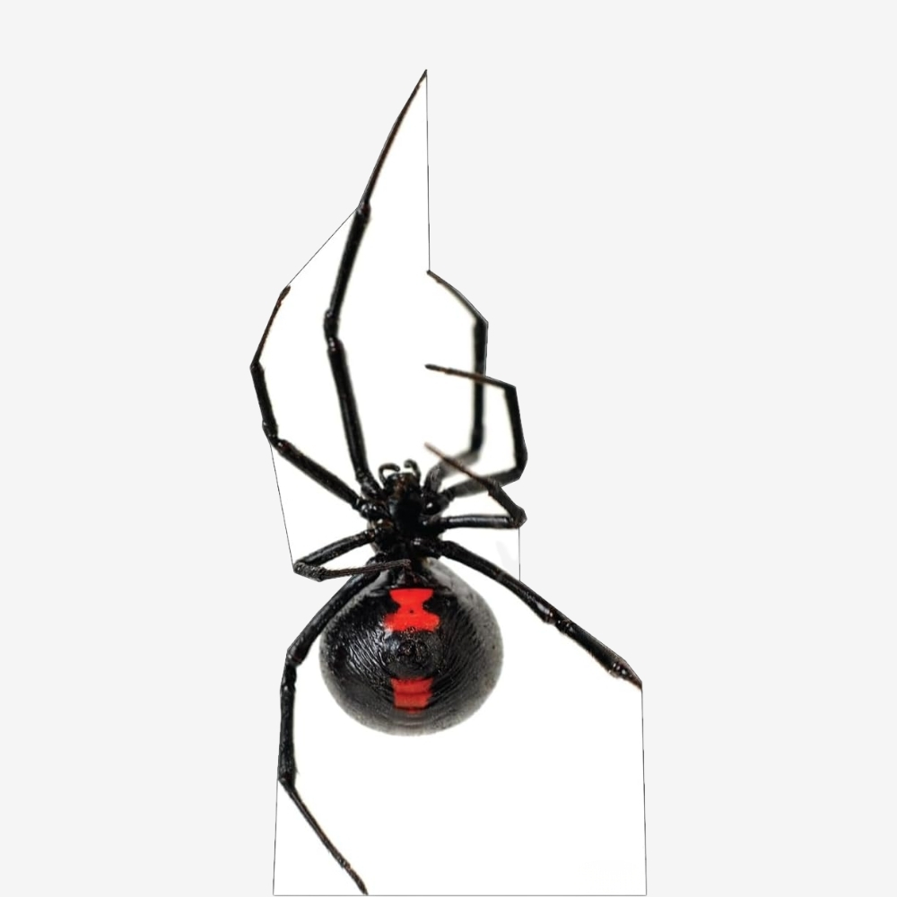 Giant Black Widow Spider Life-Size Cutout