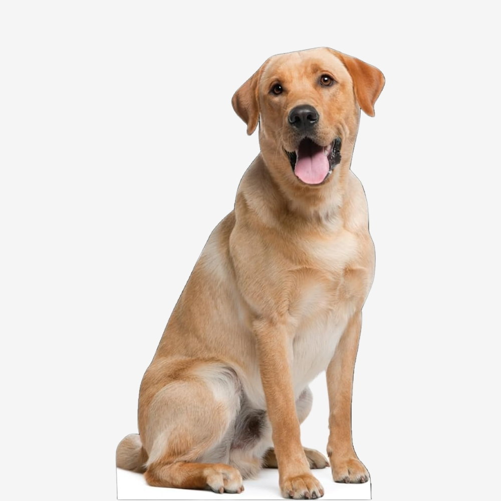 Labrador Retriever Life-Size Cutout