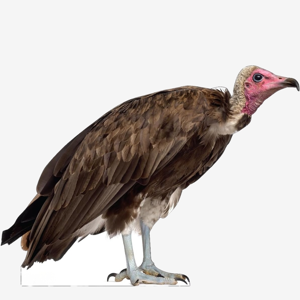 Hooded Vulture Life-Size Cutout