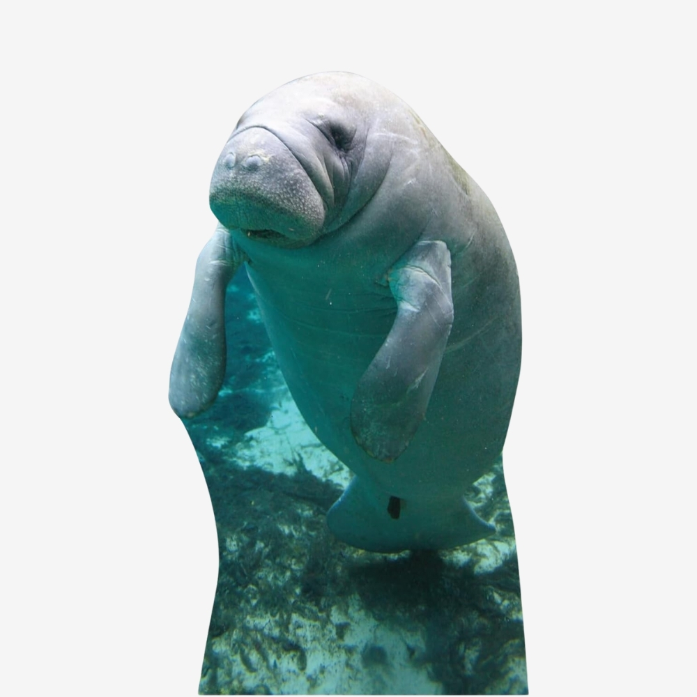 Manatee Life-Size Cutout