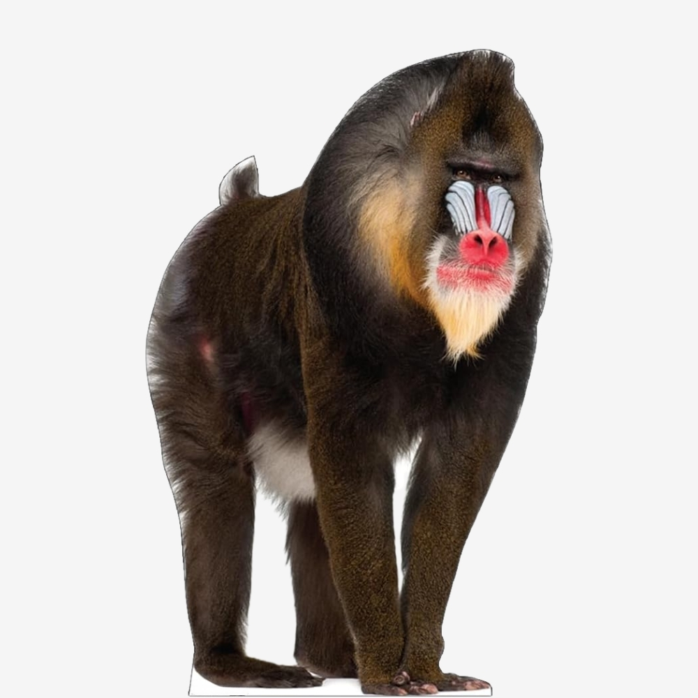 Mandrill Life-Size Cutout