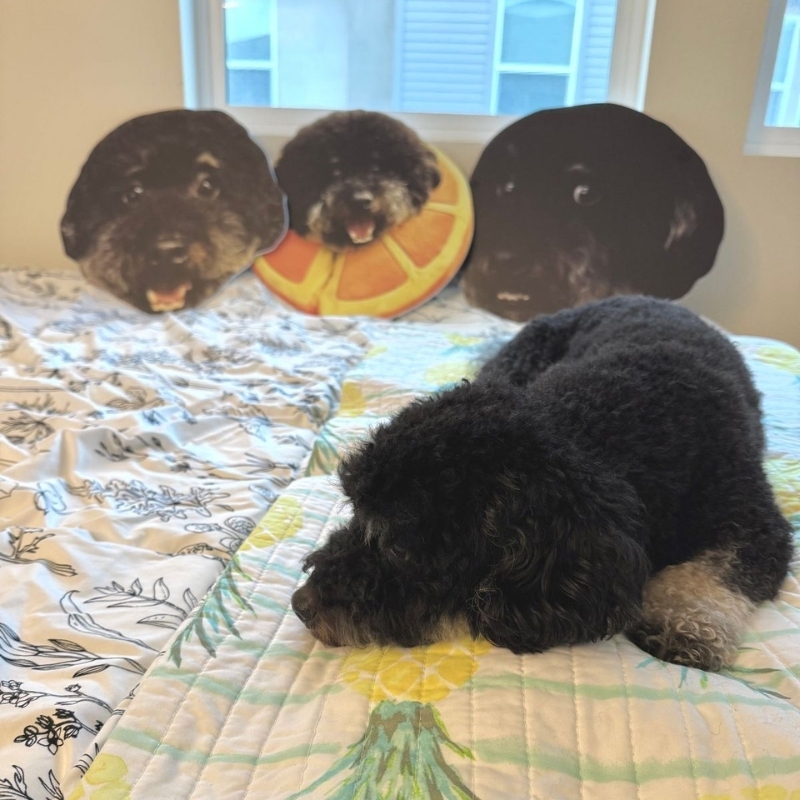 Three dog big head cutouts displayed above a real dog lying on a bed