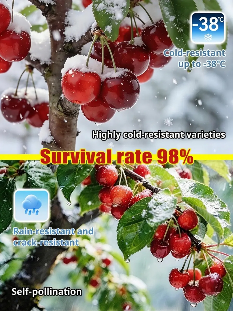 【No fruit? Full refund – guaranteed.】🍒Carefully selected for strong growth, early fruiting, and impressive productivity, this cherry tree is beginner-friendly and easy to grow. Its compact dwarf shape makes it perfect for balcony pots, patios, and backya