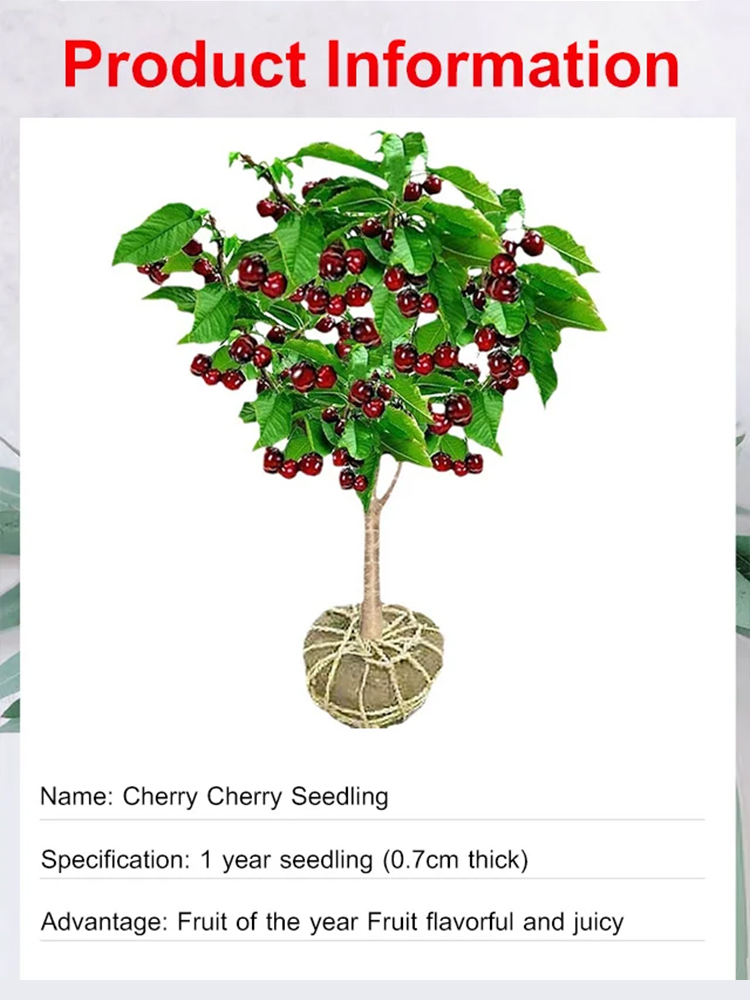 🍒【Money‑back guarantee if no fruit】This cherry is a cross between Japan's top Sato Nishiki and Washington's Bing.🏡