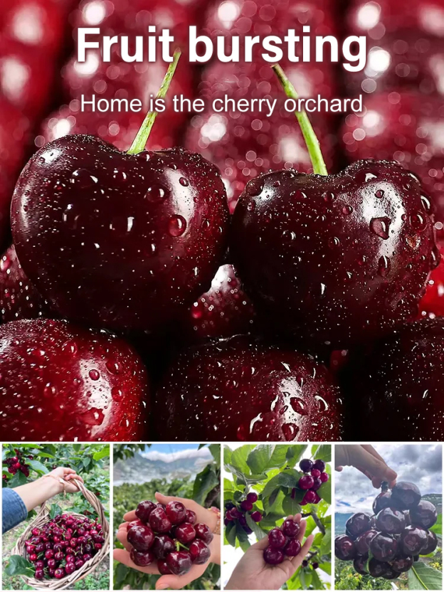 🍒【Money‑back guarantee if no fruit】This cherry is a cross between Japan's top Sato Nishiki and Washington's Bing.🏡