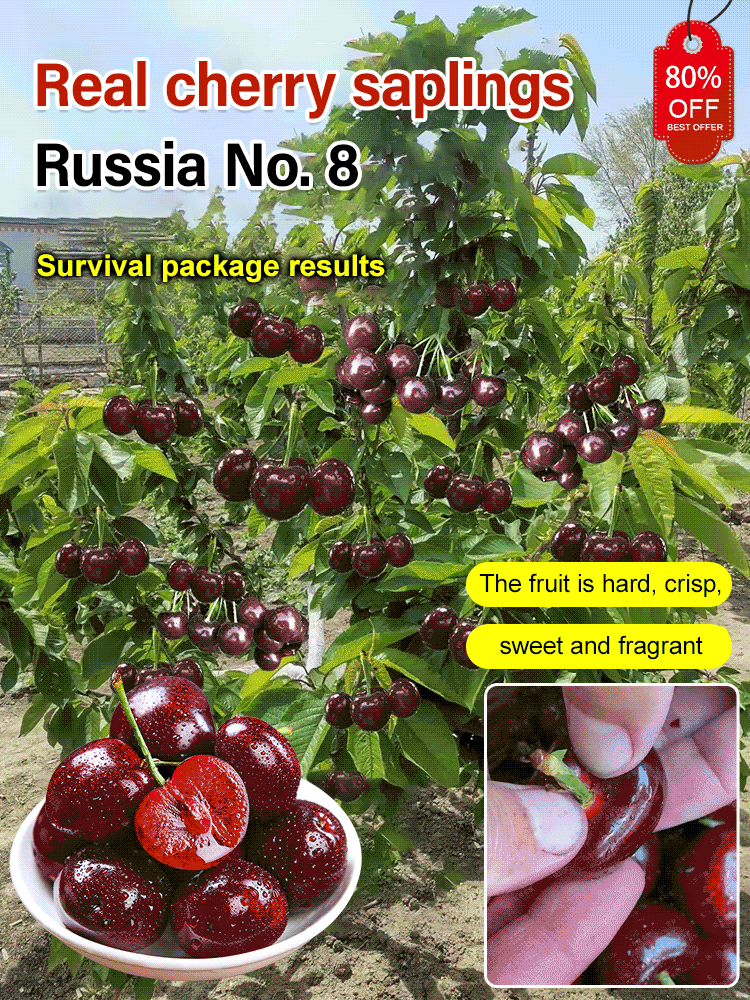 🍒【Money‑back guarantee if no fruit】This cherry is a cross between Japan's top Sato Nishiki and Washington's Bing.🏡