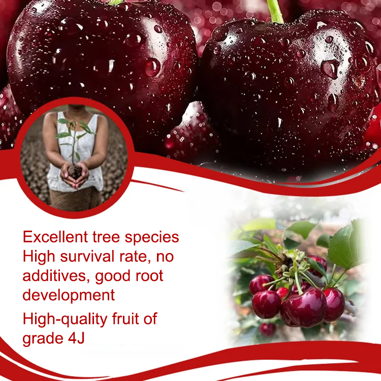 🍒【April Harvest】110lbs Giant Cherry Seeds — NY Tech，98% survival in any soil.🌱30-day sprout-or-refund guarantee. 