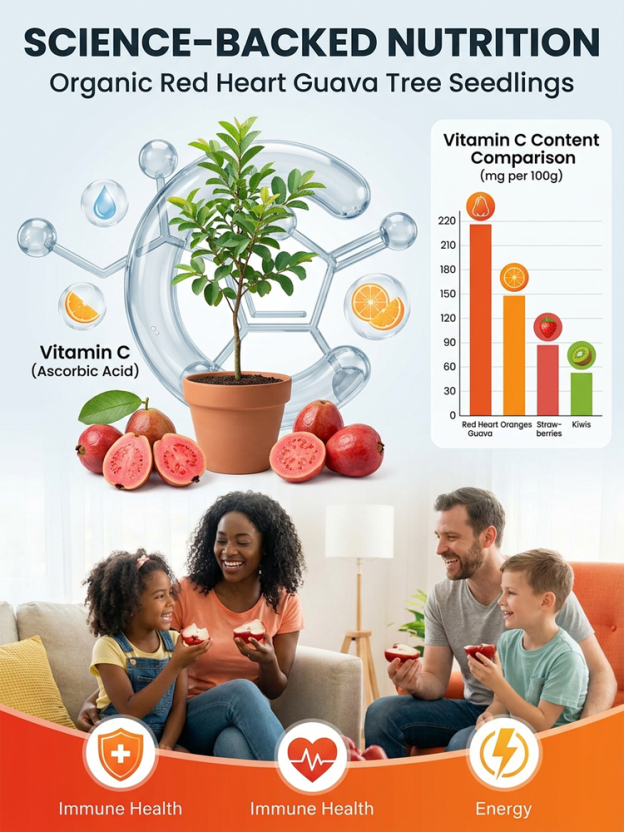 【Specially Adapted for UK Climates】🍊Plant once, enjoy fresh superfruit year after year. 