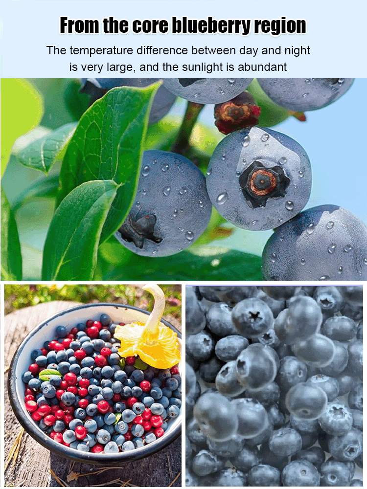 [Taiwan-Made] Premium Sugar-Free Dried Blueberries
