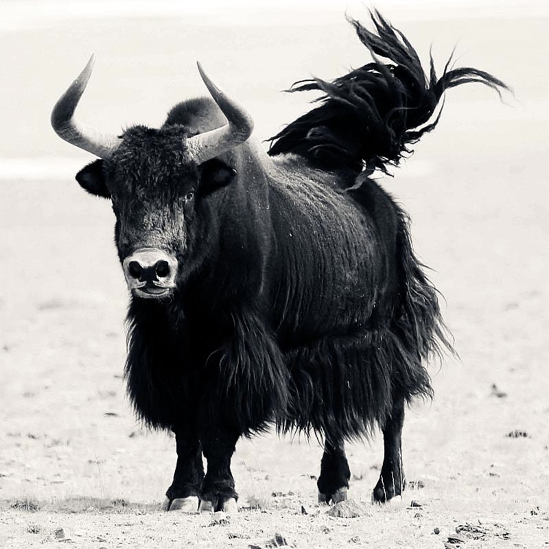 Tibetan Natural Yak Bone The Lord Of The Corpse Forest Dice Chinese Zodiac Nine Palaces Eight Diagrams Strength Wrist Mala