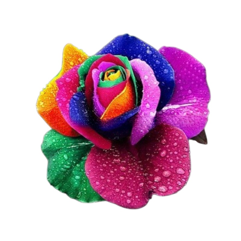 Celoročně kvetoucí velká semena sedmibarevné růže