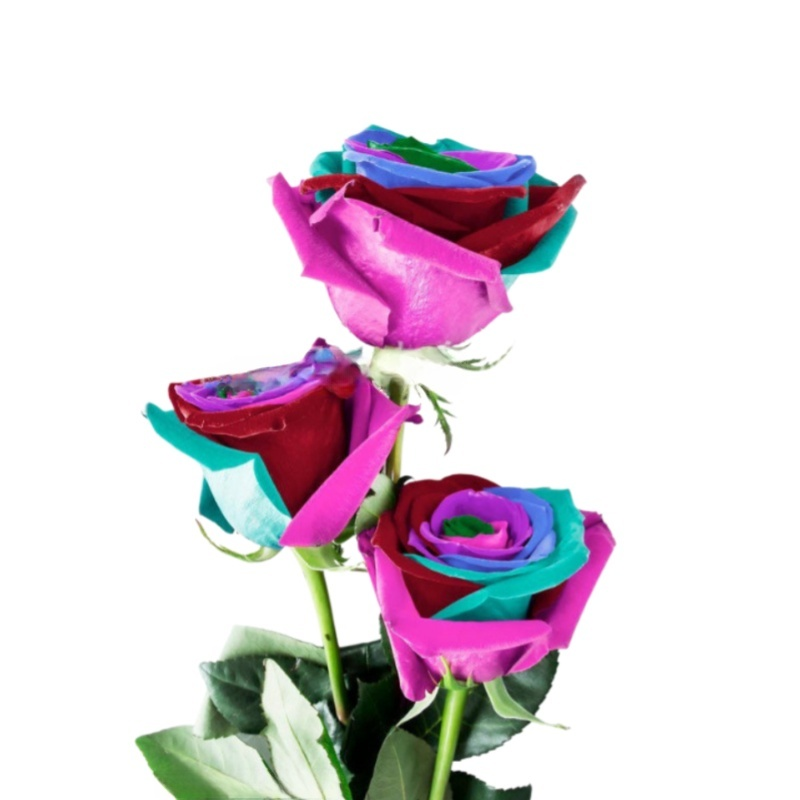 Celoročně kvetoucí velká semena sedmibarevné růže