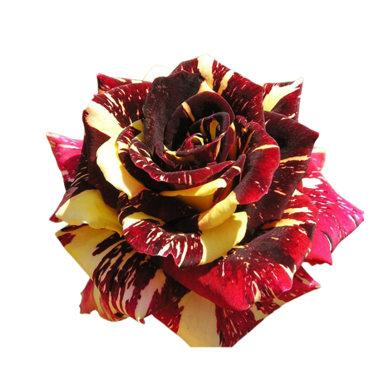 Celoročně kvetoucí velká semena sedmibarevné růže