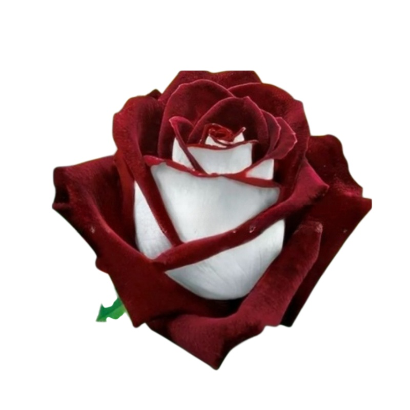 Celoročně kvetoucí velká semena sedmibarevné růže