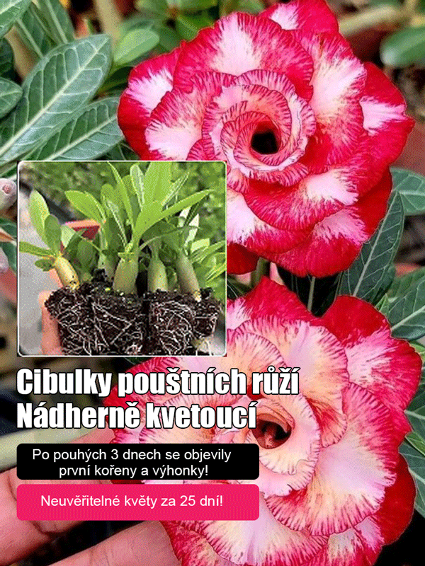 Zalévání vydrží 100 let pouštní růže cibulové květiny.