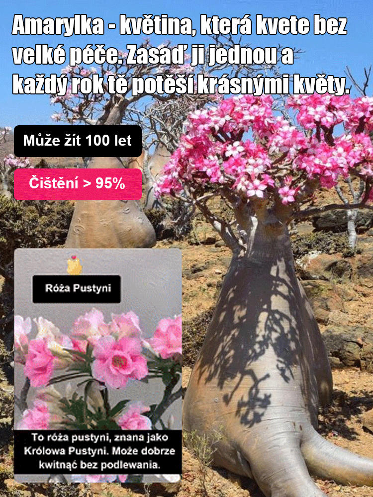 Zalévání vydrží 100 let pouštní růže cibulové květiny.