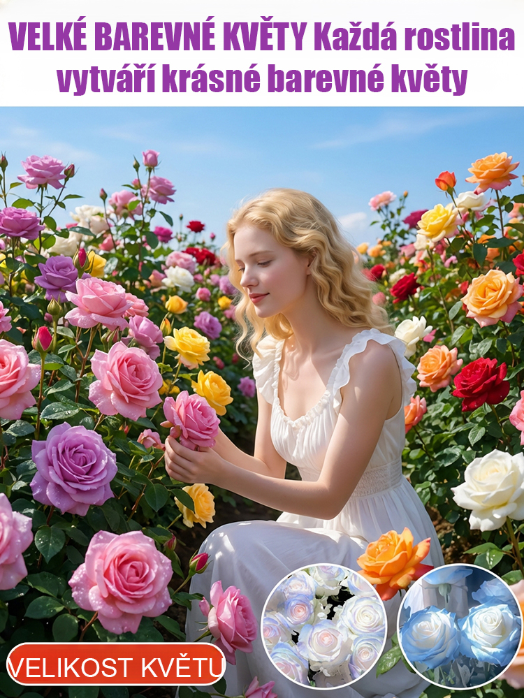 Celoročně kvetoucí velká semena sedmibarevné růže