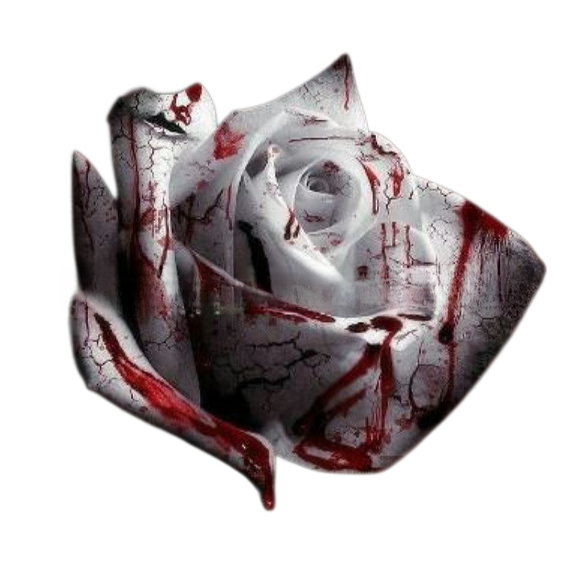 Celoročně kvetoucí velká semena sedmibarevné růže