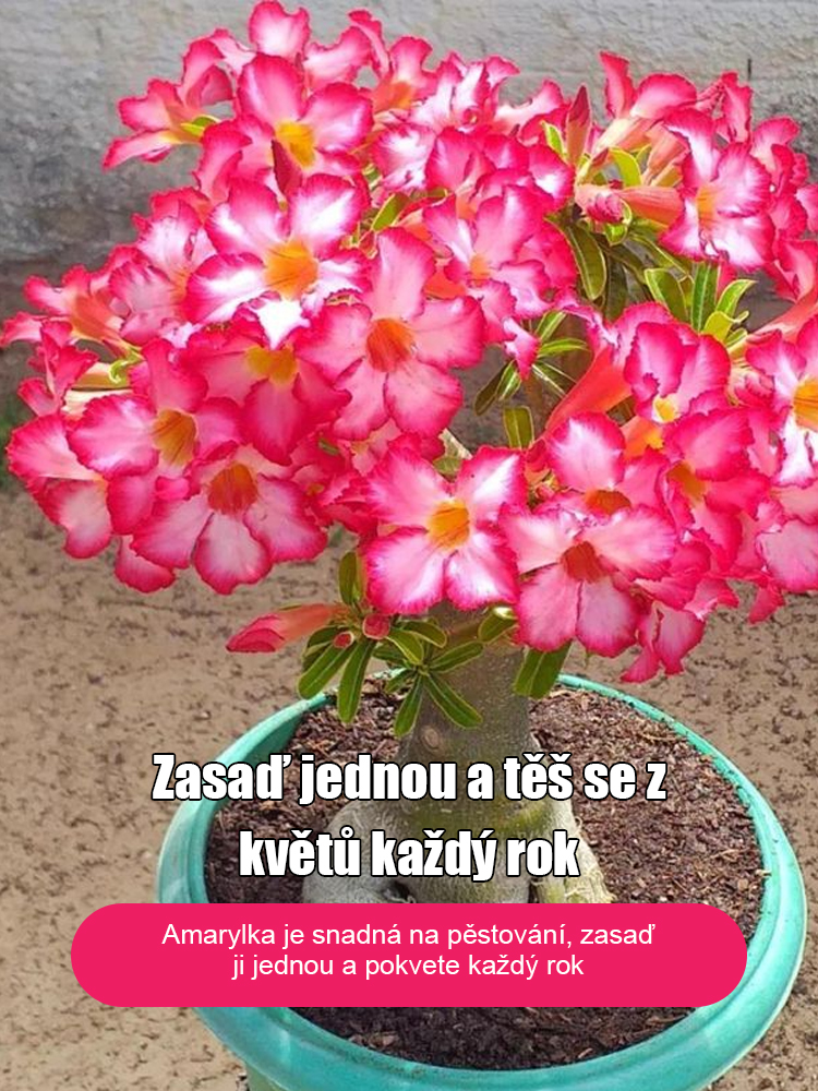 Zalévání vydrží 100 let pouštní růže cibulové květiny.