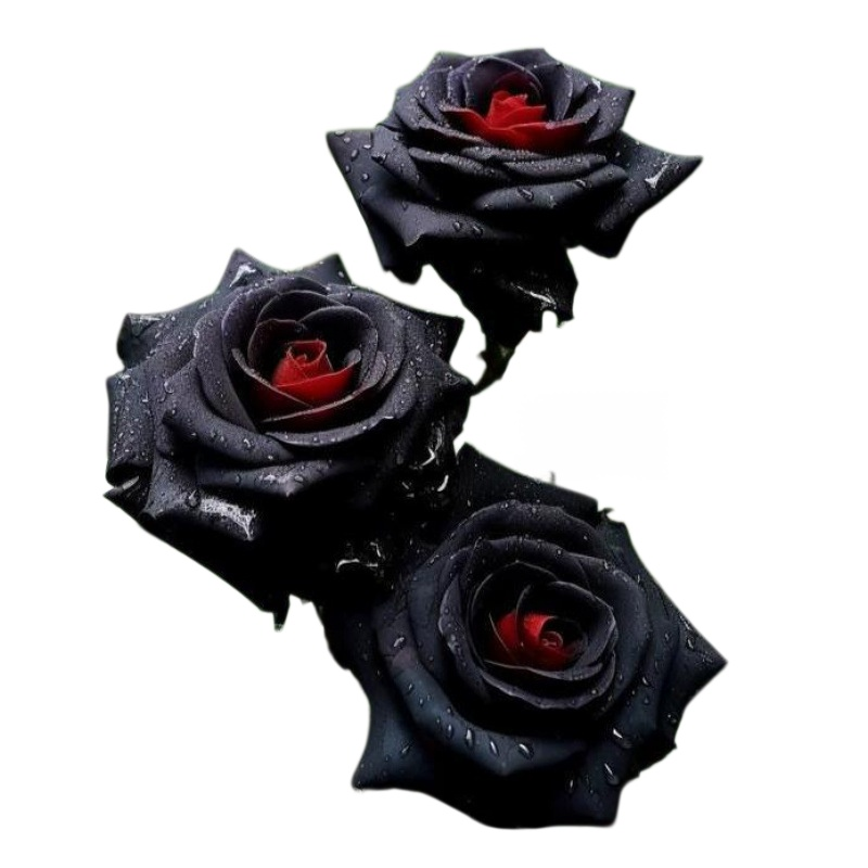 Celoročně kvetoucí velká semena sedmibarevné růže