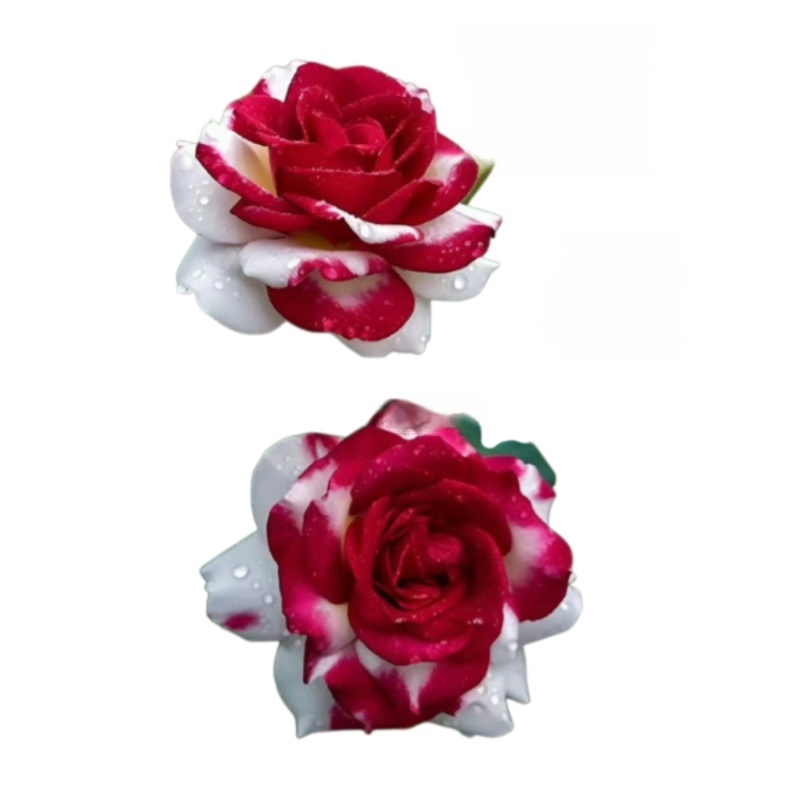 Celoročně kvetoucí velká semena sedmibarevné růže