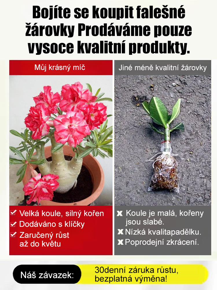 Zalévání vydrží 100 let pouštní růže cibulové květiny.