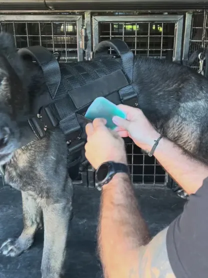 Tactical cooling dog harness